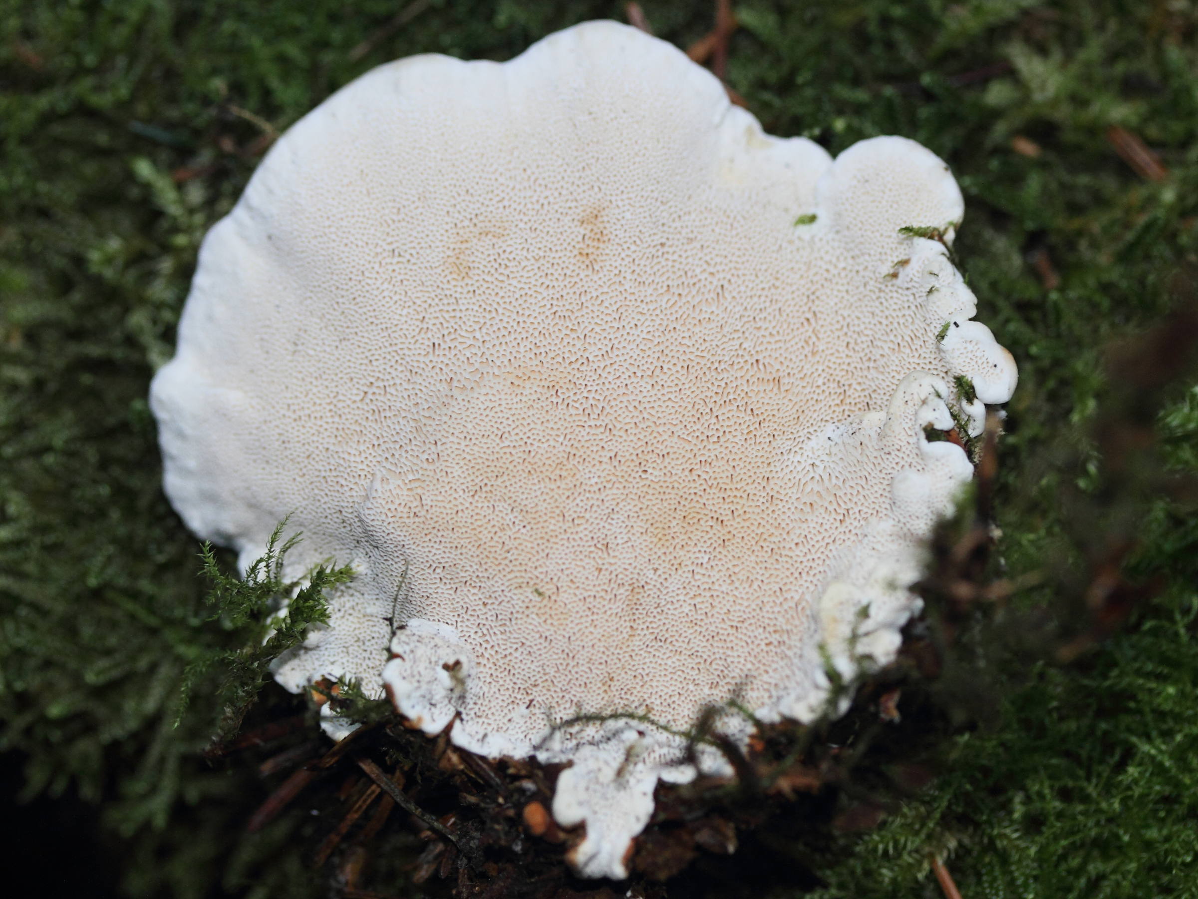 Afficher le média heterobasidion_annosum2md heterobasidion_annosum2md