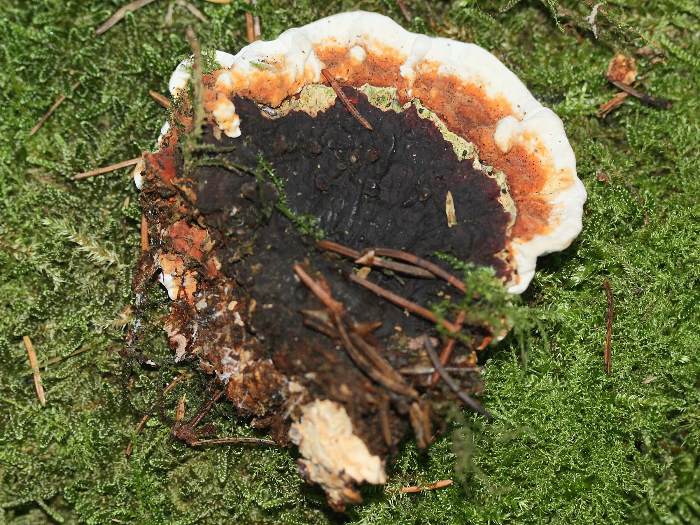 Afficher le média heterobasidion_annosum3md heterobasidion_annosum3md