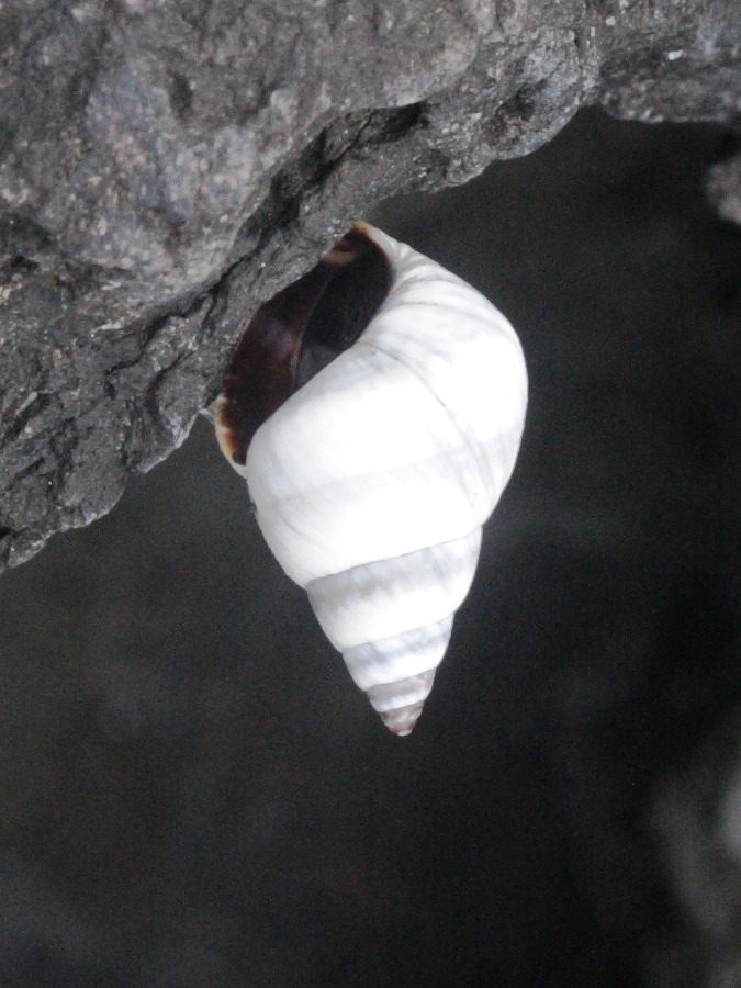 littoraria_mauritiana1md