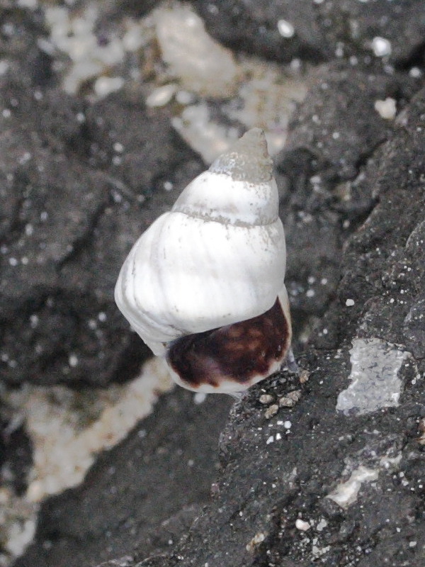 littoraria_mauritiana2md