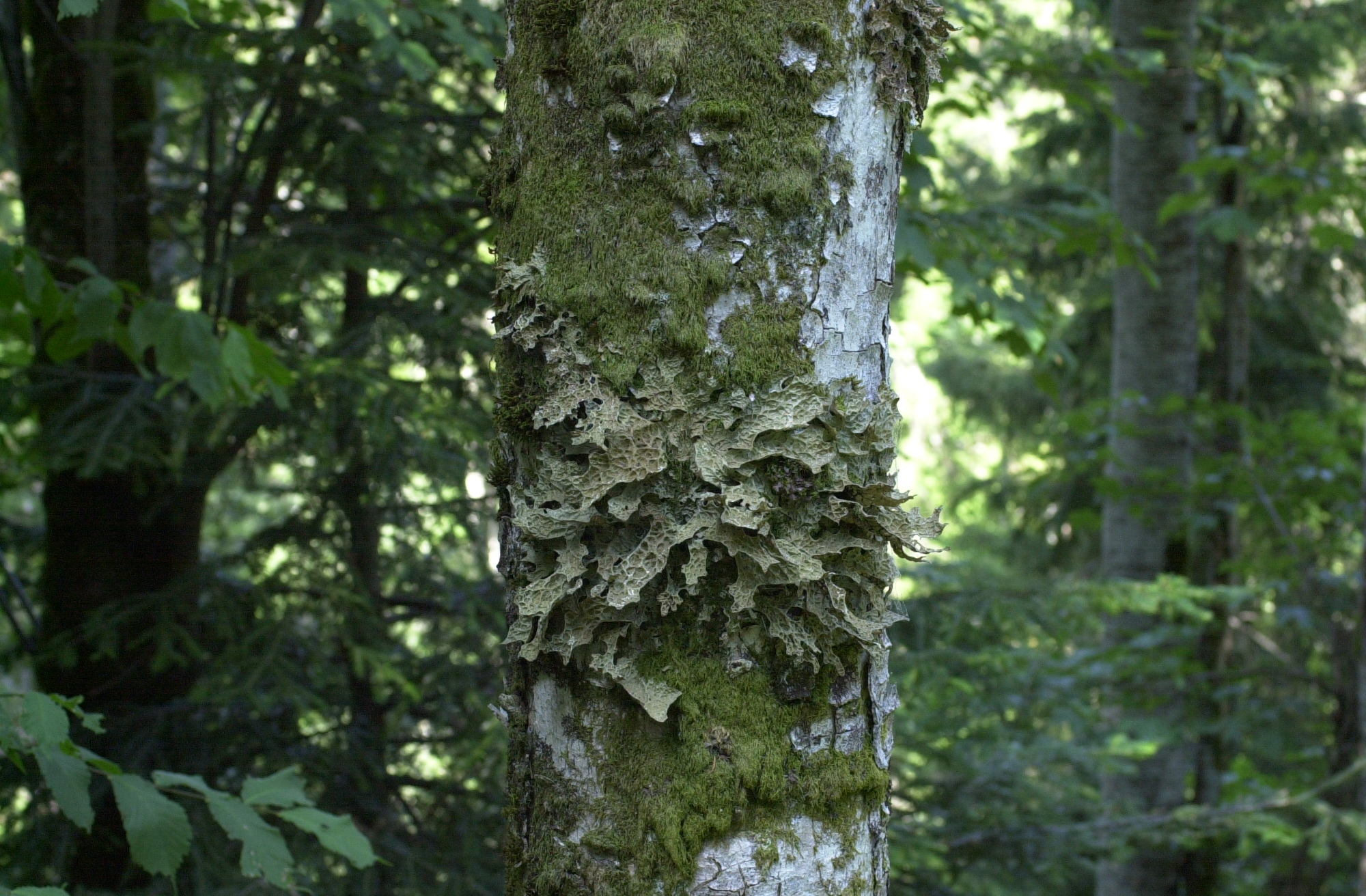 lobaria_pulmonaria1md