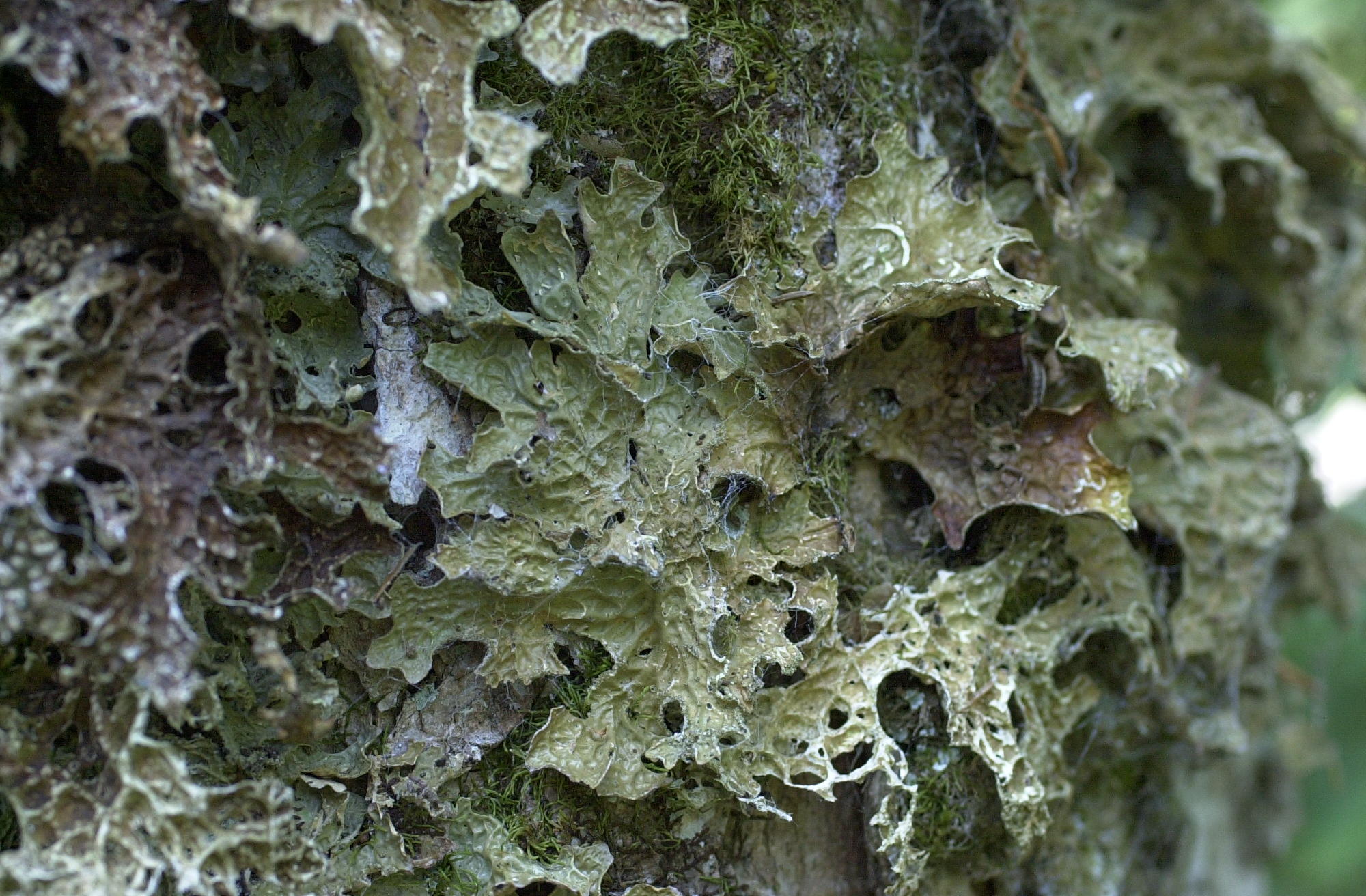 lobaria_pulmonaria2md