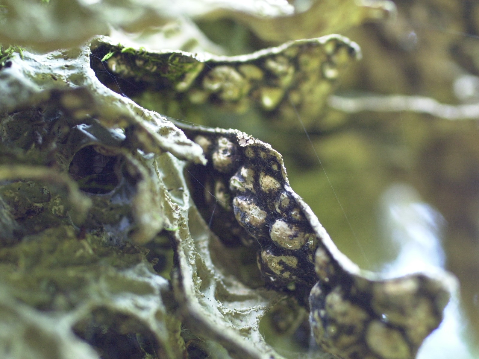 lobaria_pulmonaria3md