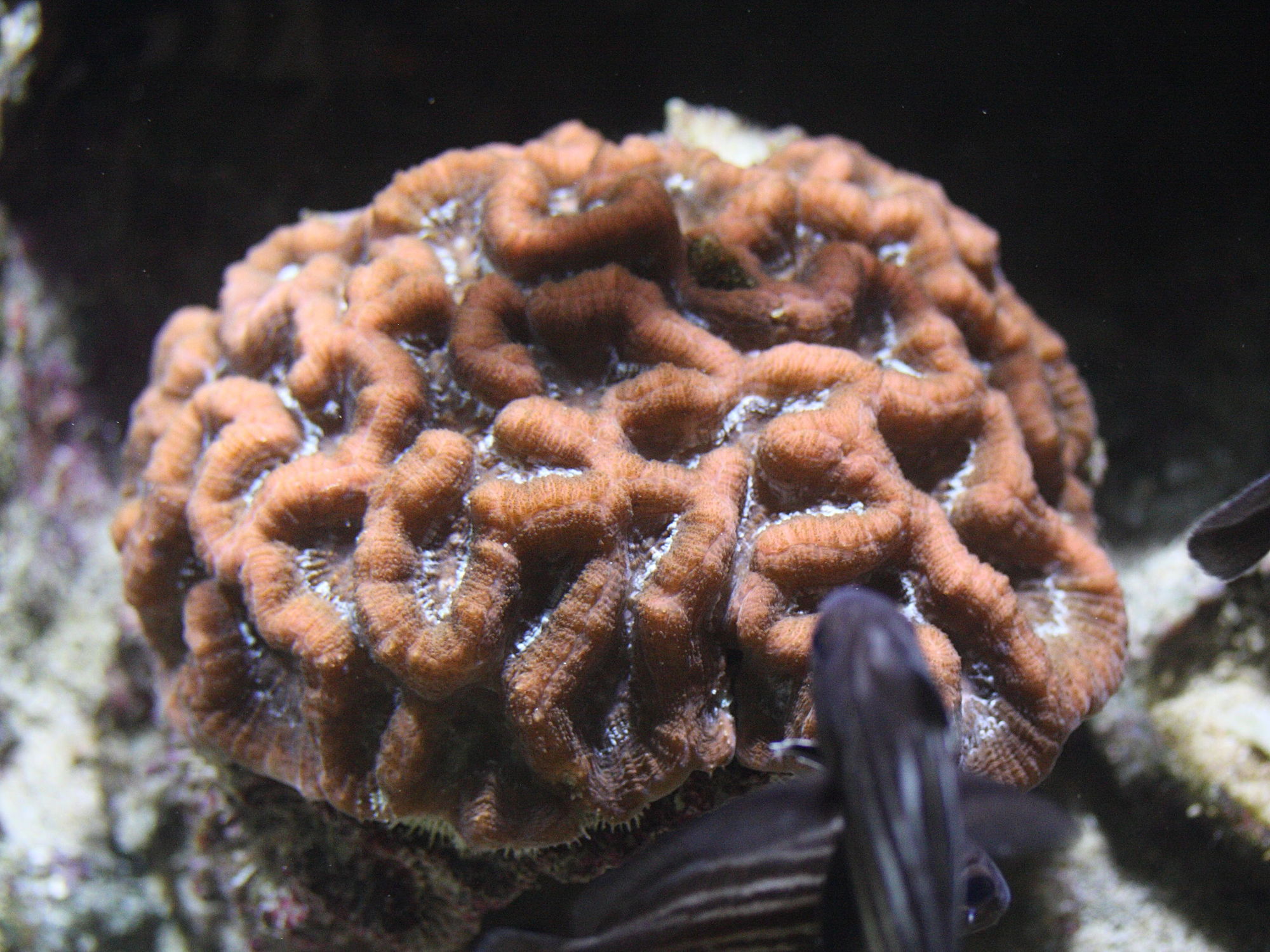 mycetophyllia_danaana1md