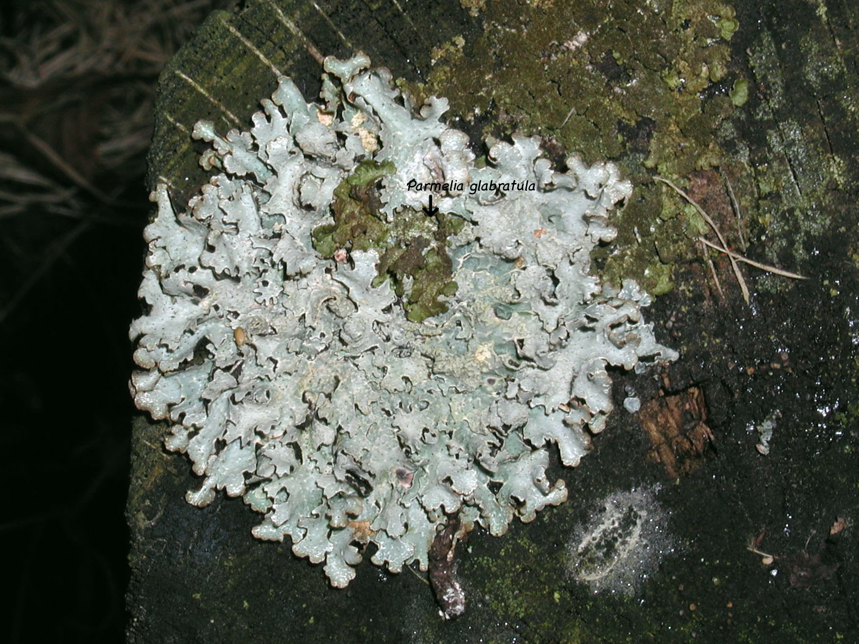 parmelia_glabratula1md