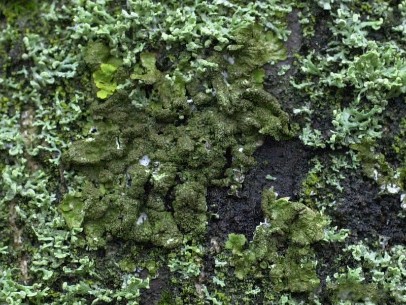 parmelia_glabratula2md