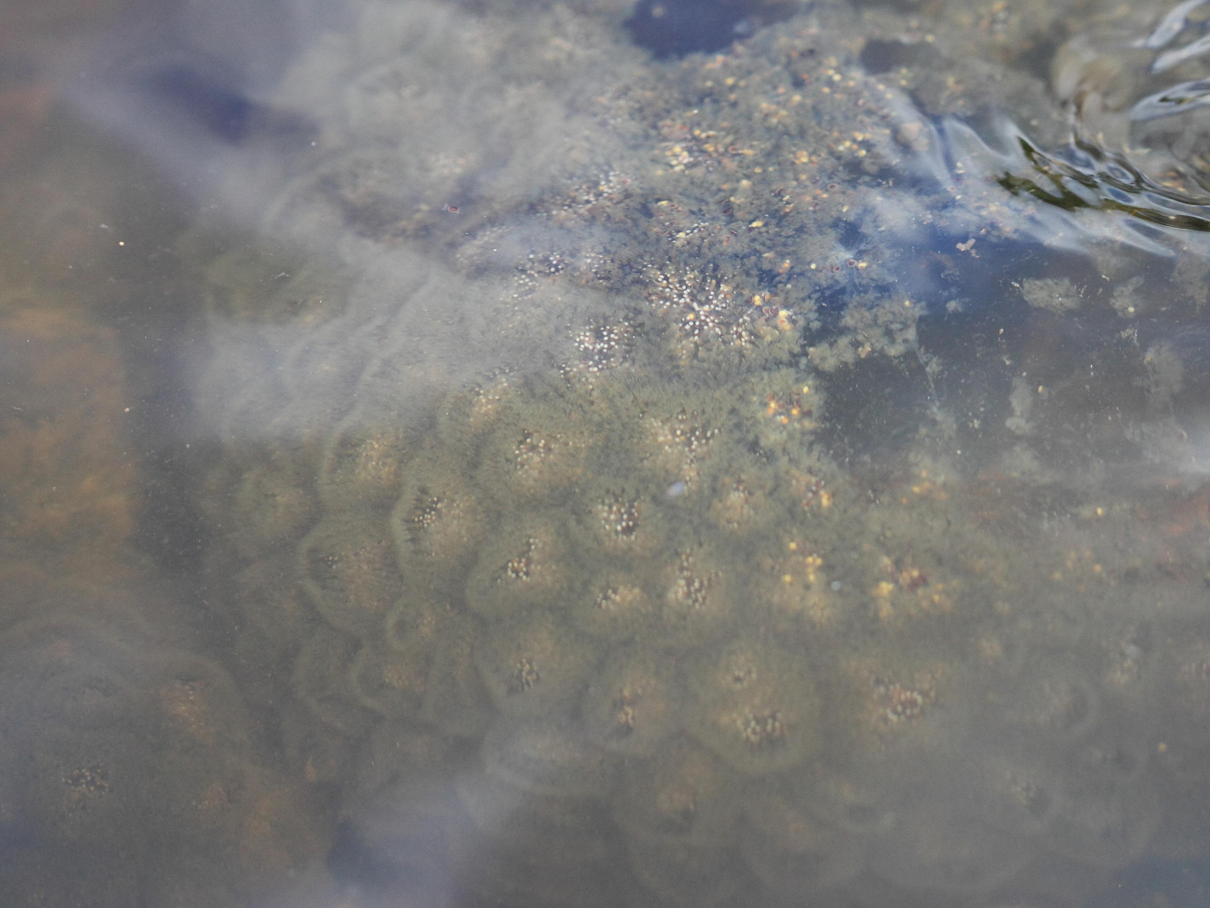 pectinatella_magnifica1bd