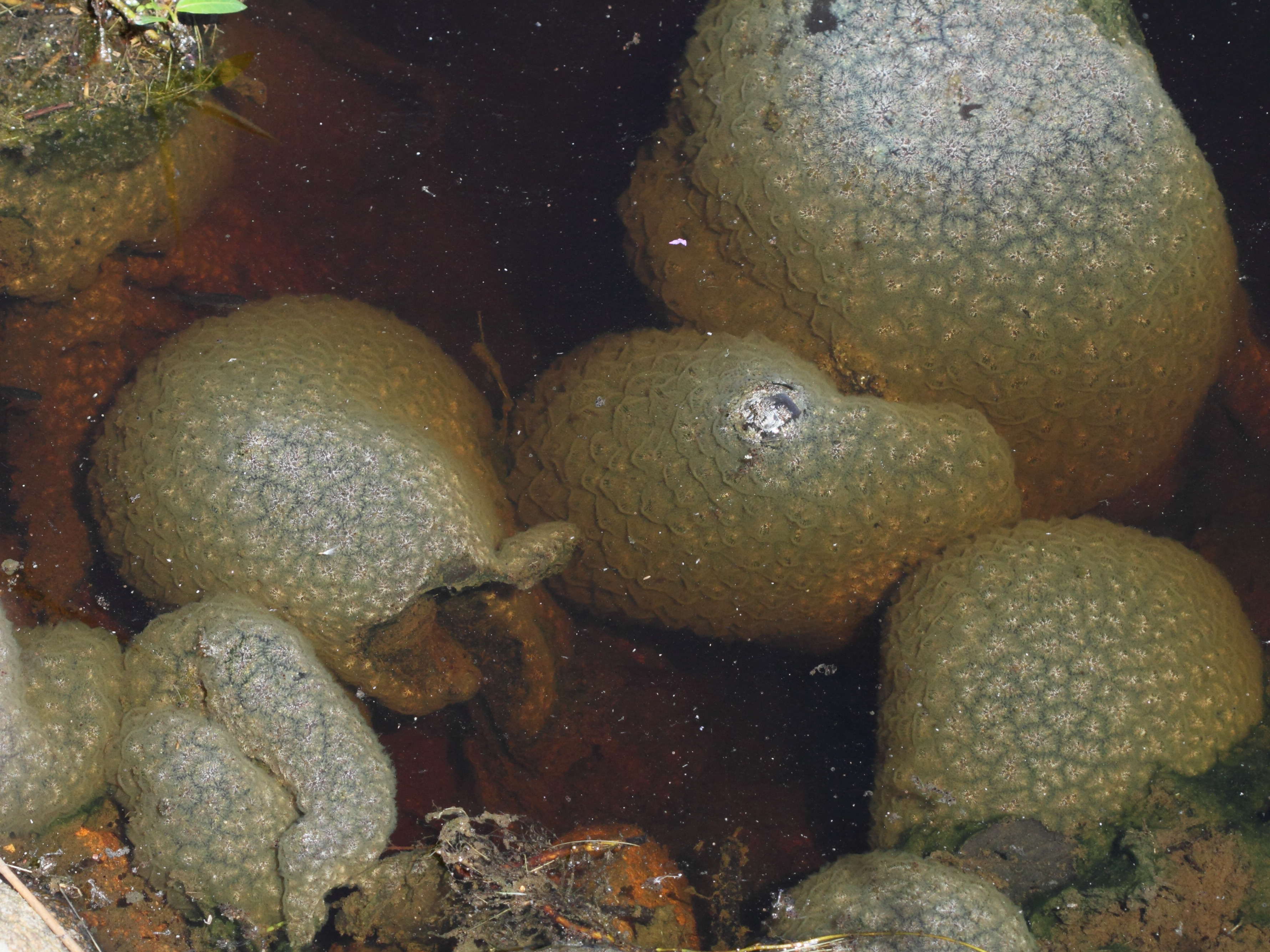 pectinatella_magnifica2bd