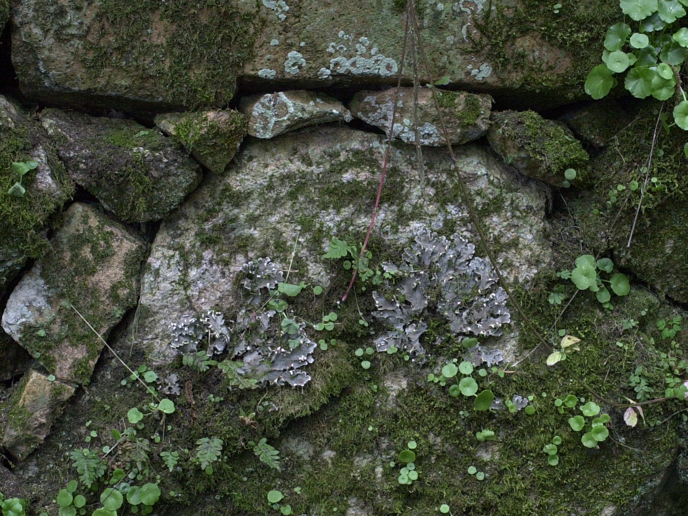 Afficher le média peltigera_canina1md peltigera_canina1md