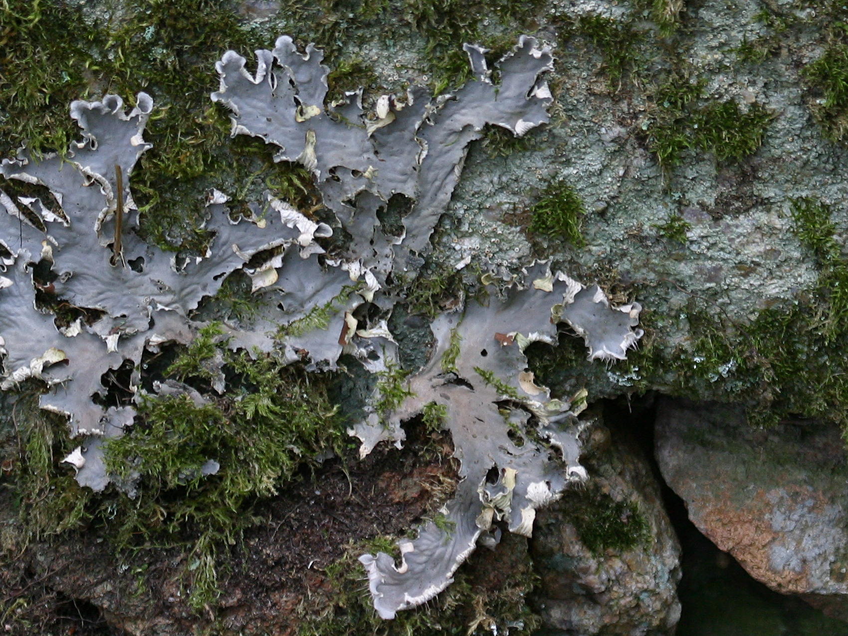 Afficher le média peltigera_canina2bd peltigera_canina2bd