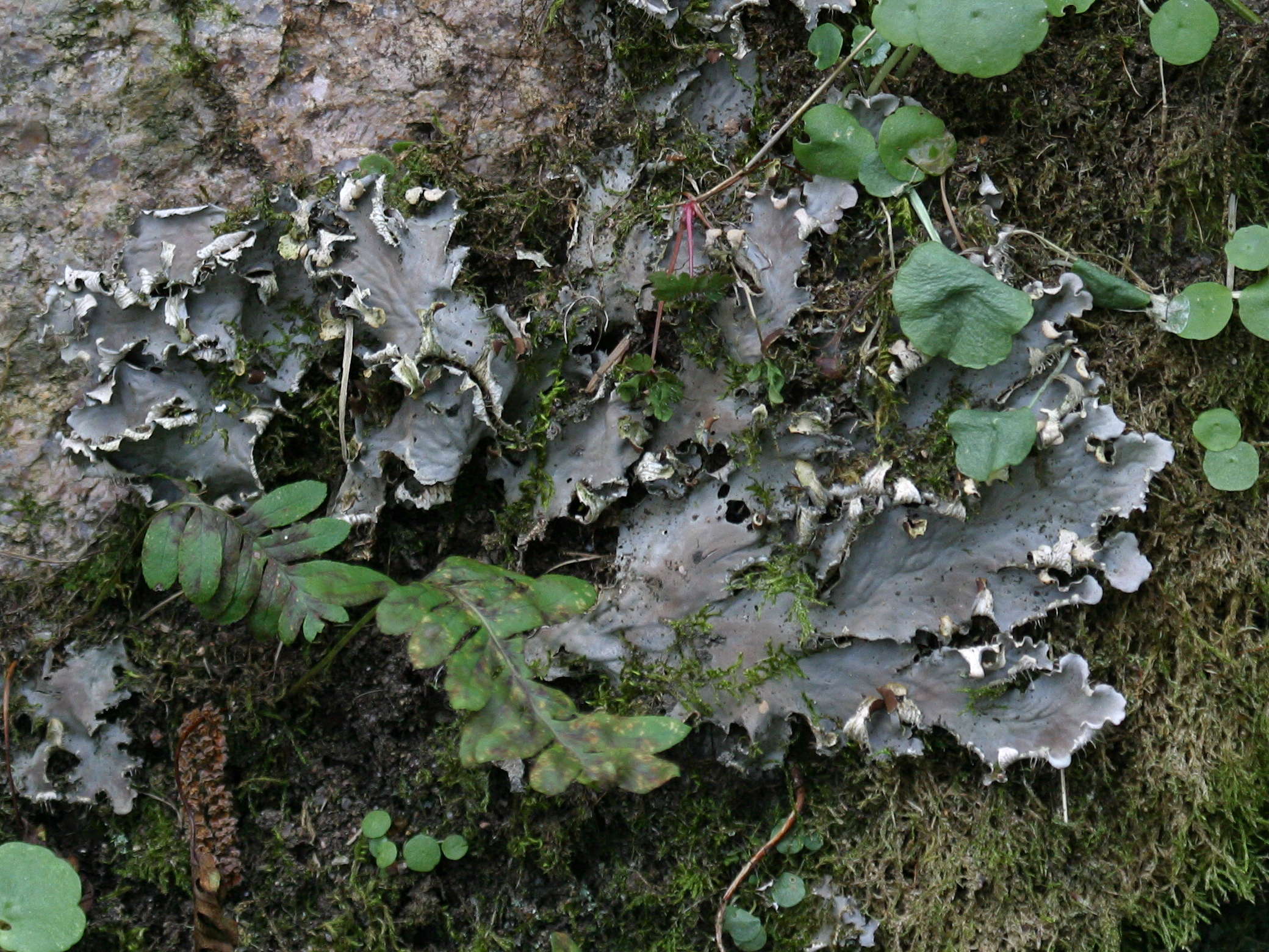 Afficher le média peltigera_canina3bd peltigera_canina3bd