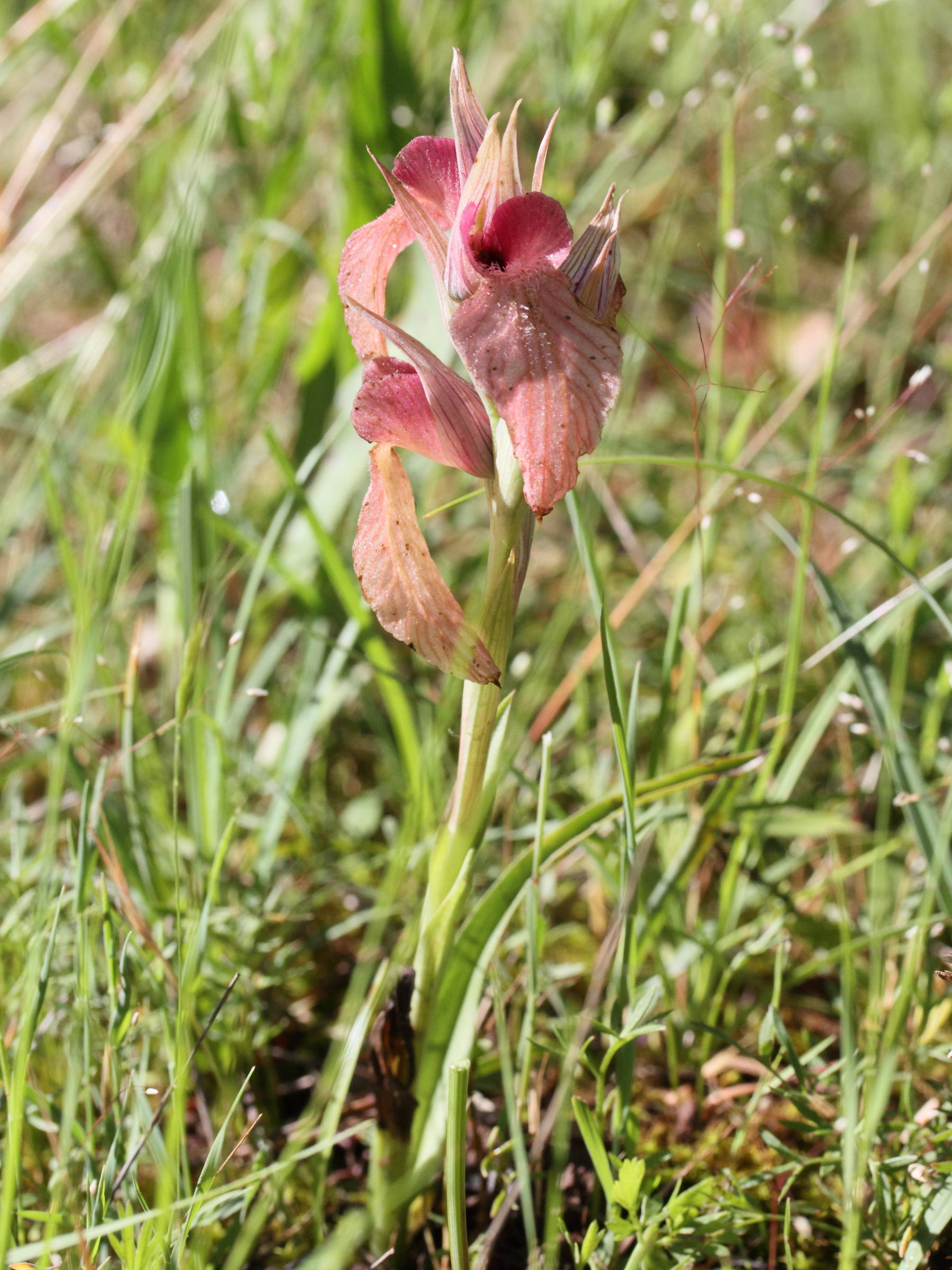 serapias_neglecta1md