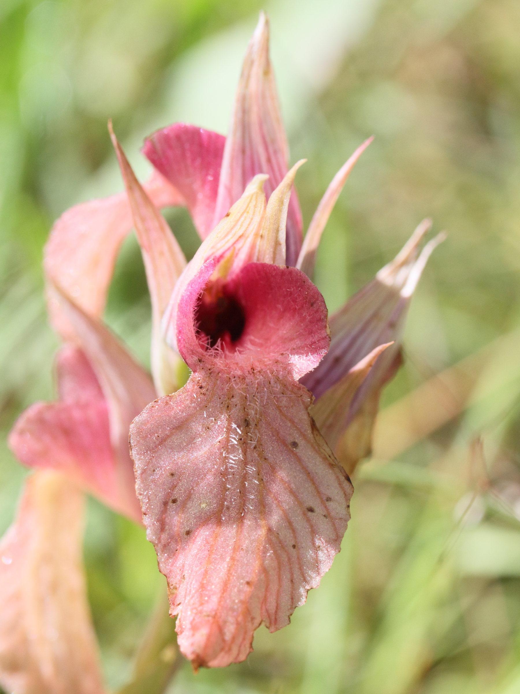 serapias_neglecta2md