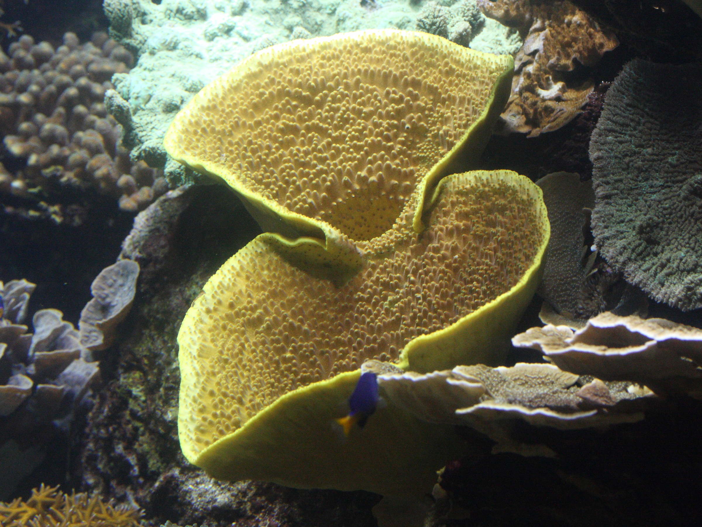 turbinaria_reniformis1md