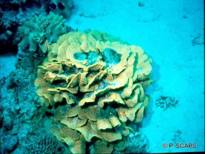 turbinaria_reniformis1ps