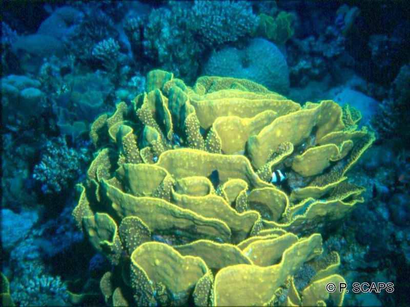 turbinaria_reniformis2ps