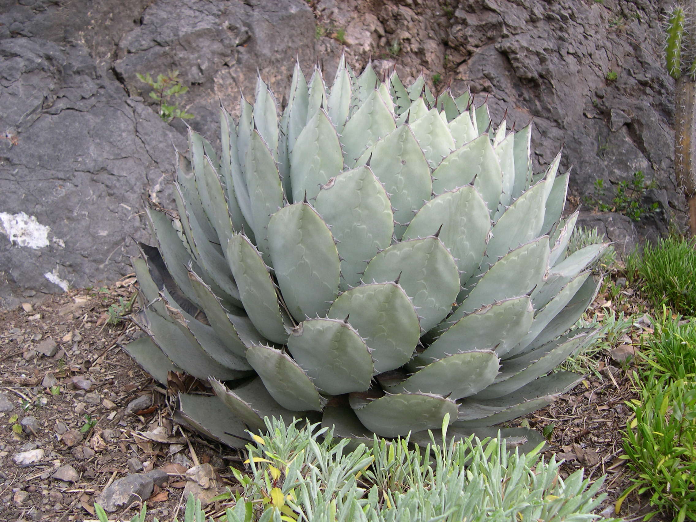 agave_parryi1md