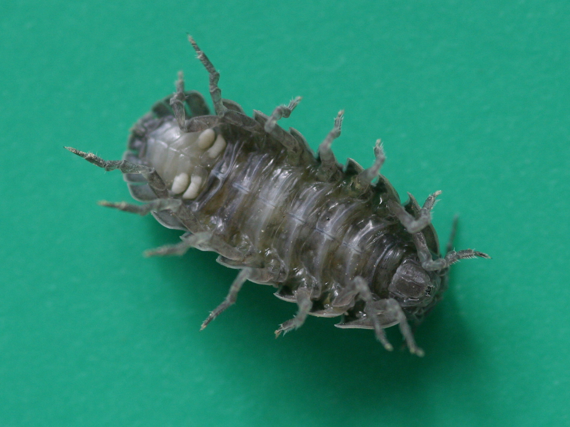 Afficher le média armadillidium_vulgare1md armadillidium_vulgare1md