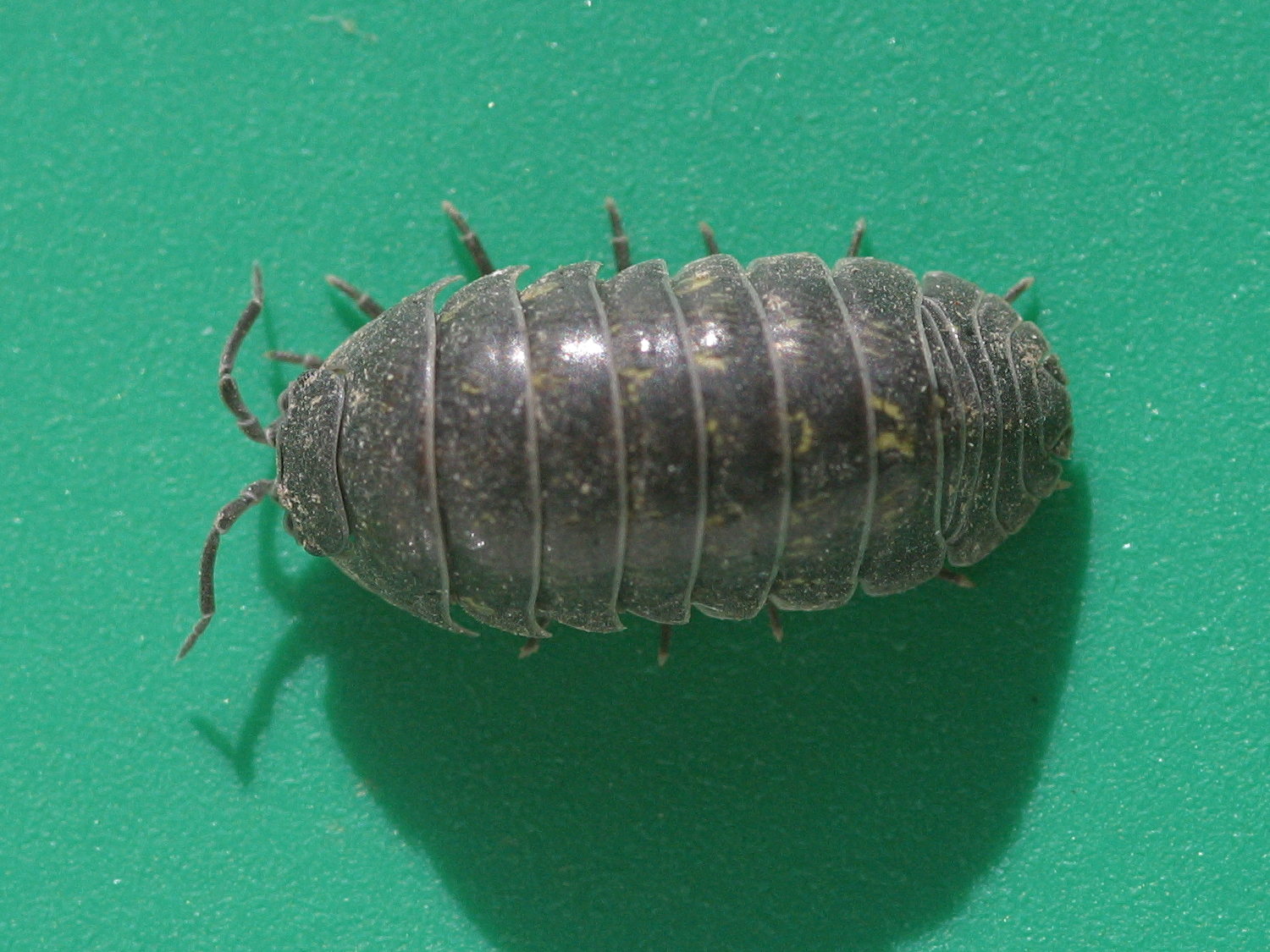 Afficher le média armadillidium_vulgare2md armadillidium_vulgare2md