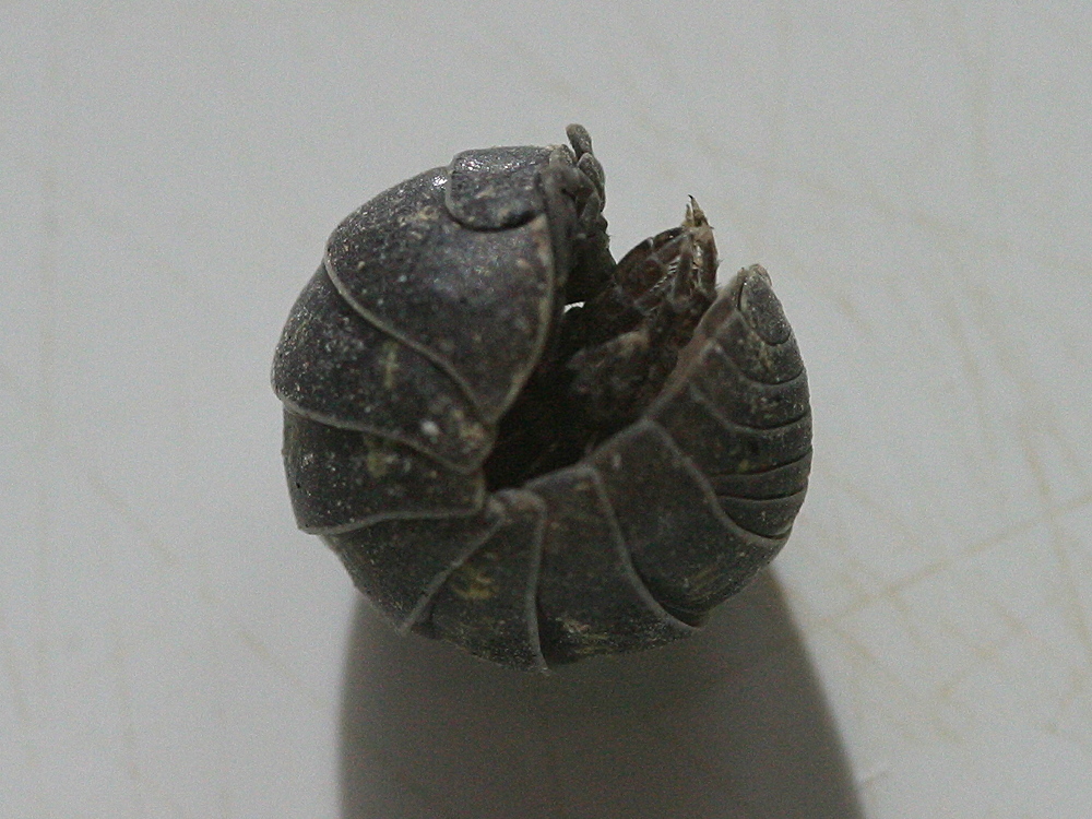 Afficher le média armadillidium_vulgare3md armadillidium_vulgare3md