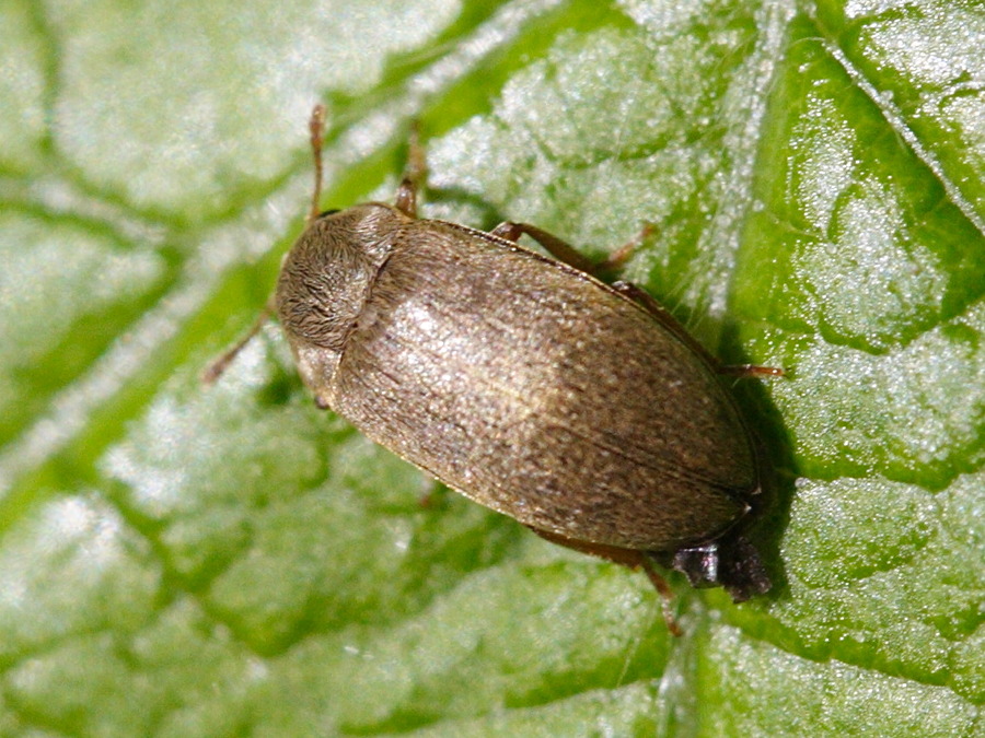 Afficher le média byturus_urbanus1md byturus_urbanus1md