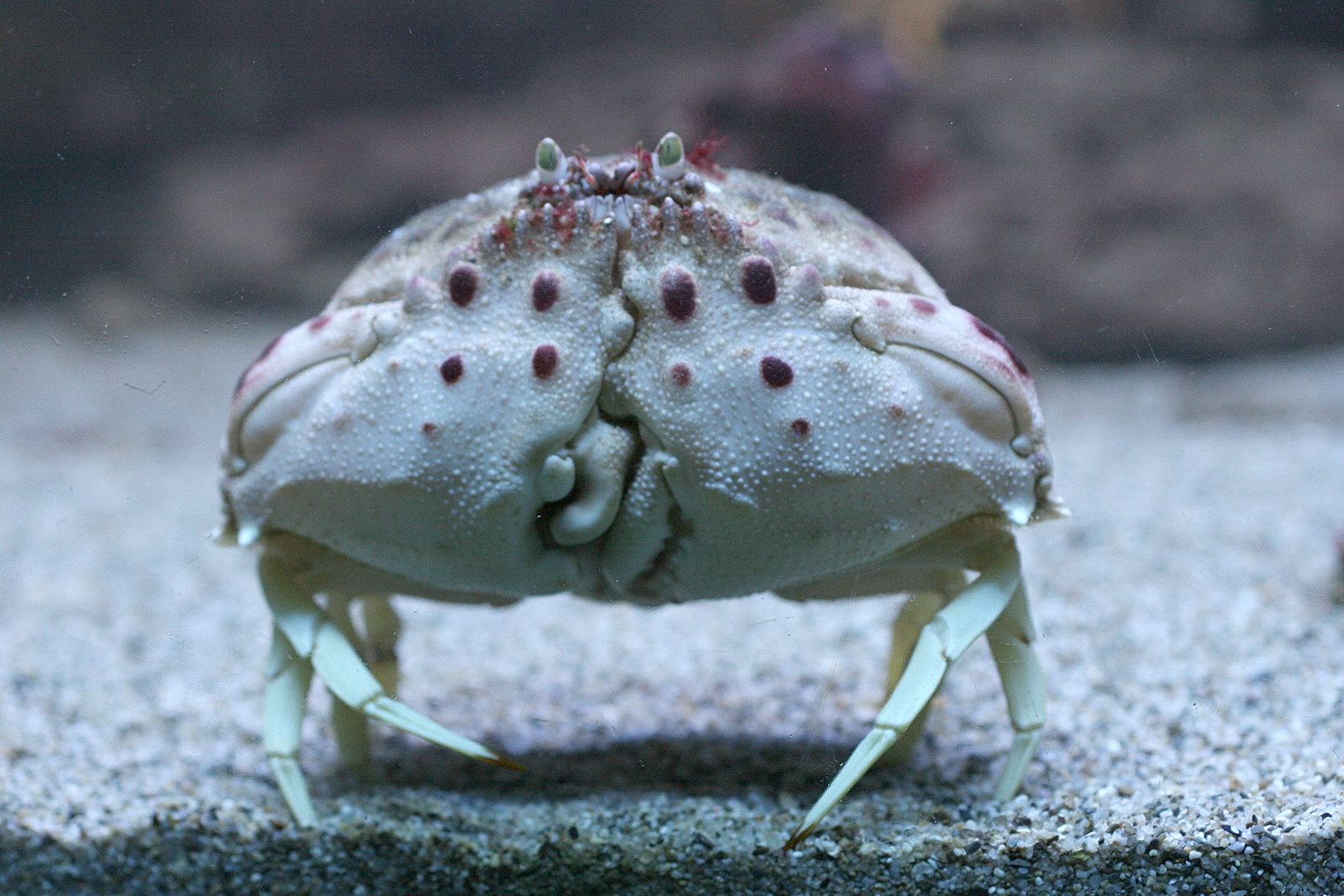 calappa_granulata1md