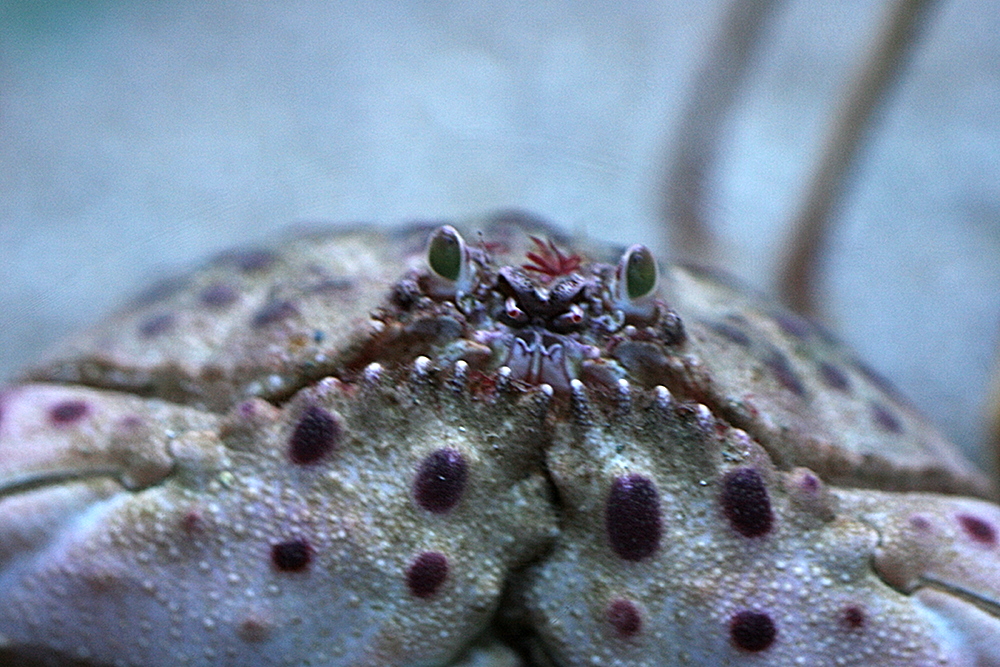 calappa_granulata2md