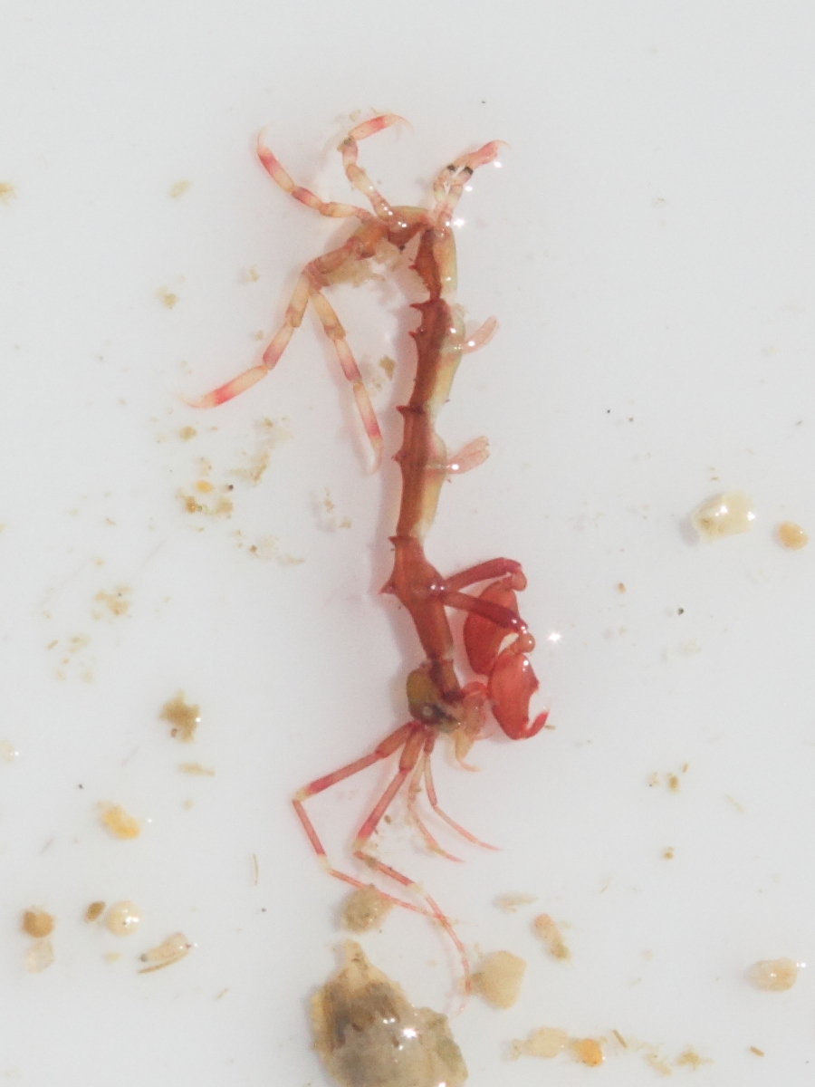 caprella_acanthifera1md