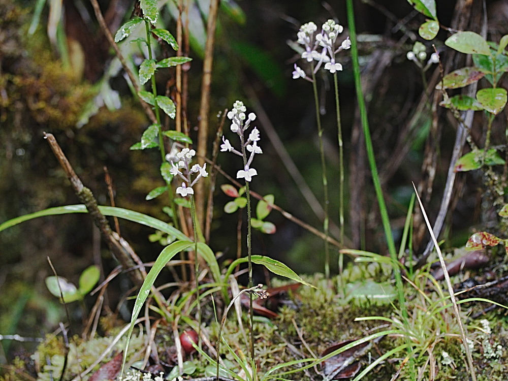 cynorkis_variegata1md