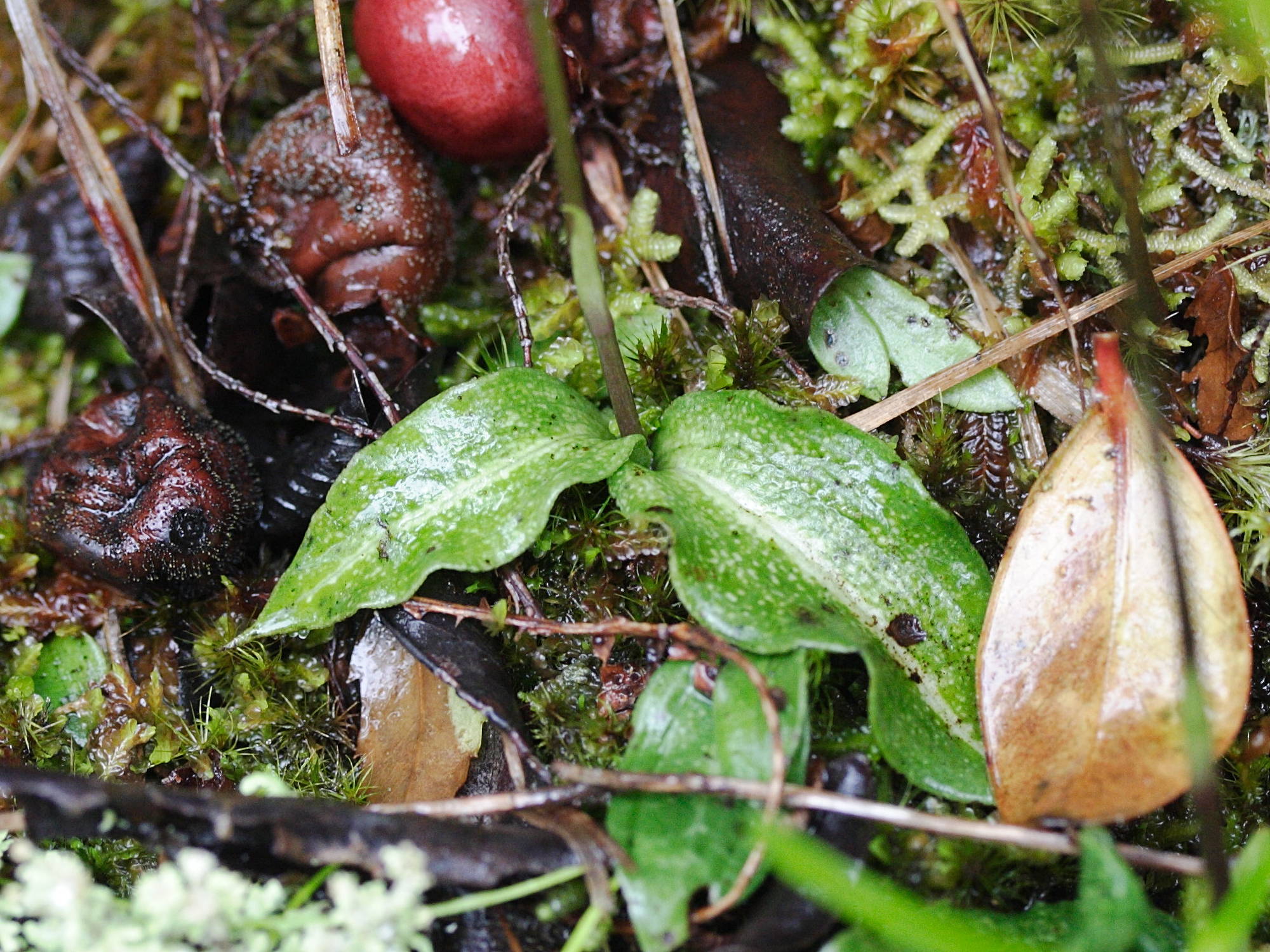 cynorkis_variegata2md