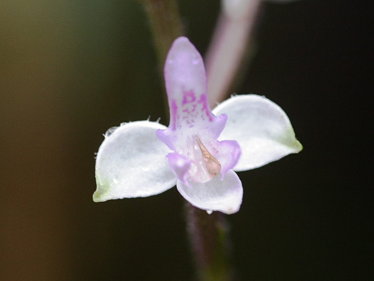 cynorkis_variegata3md