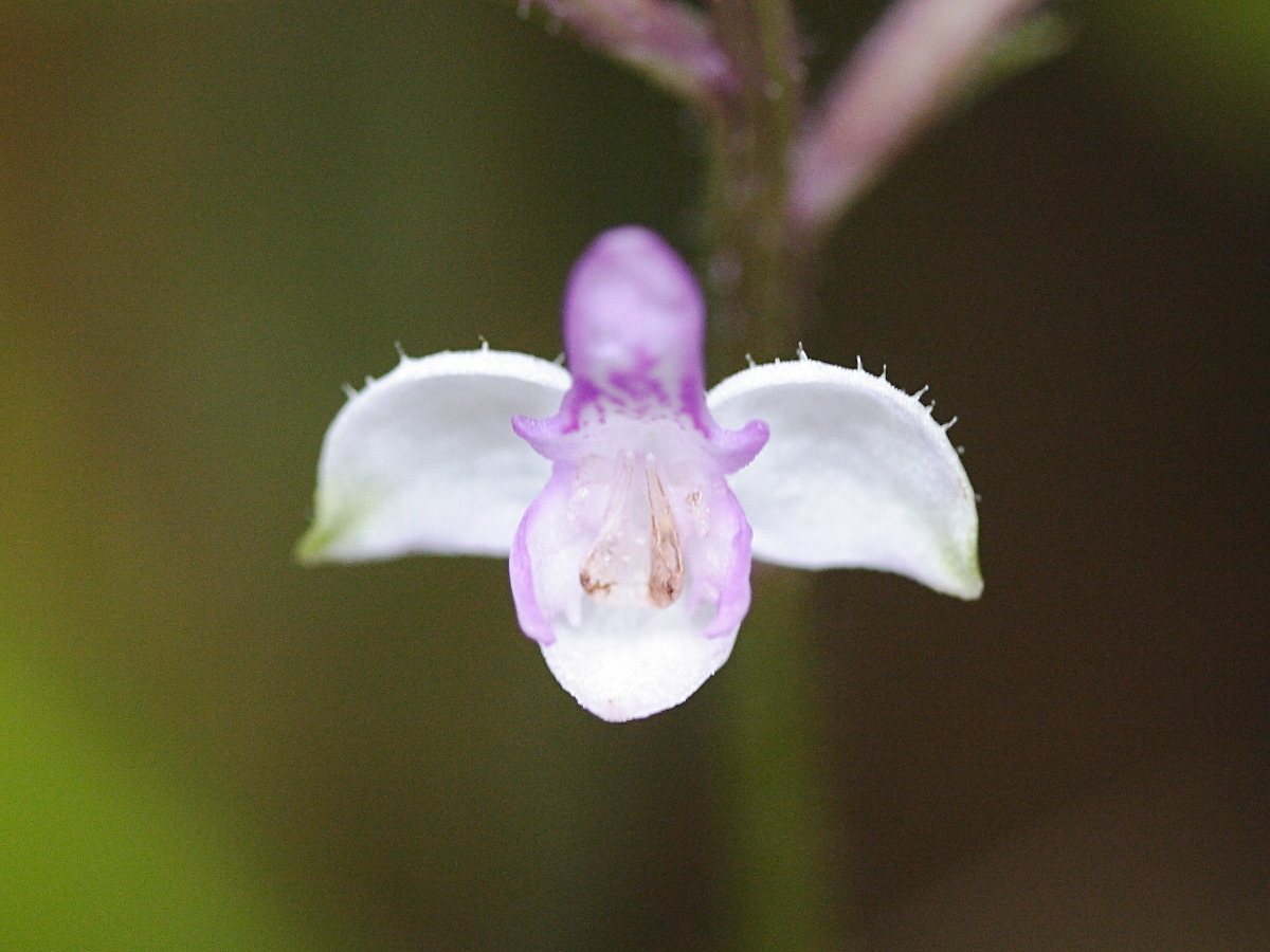 cynorkis_variegata4md