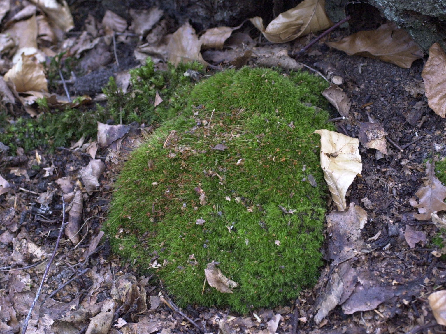 dicranella_heteromalla1md