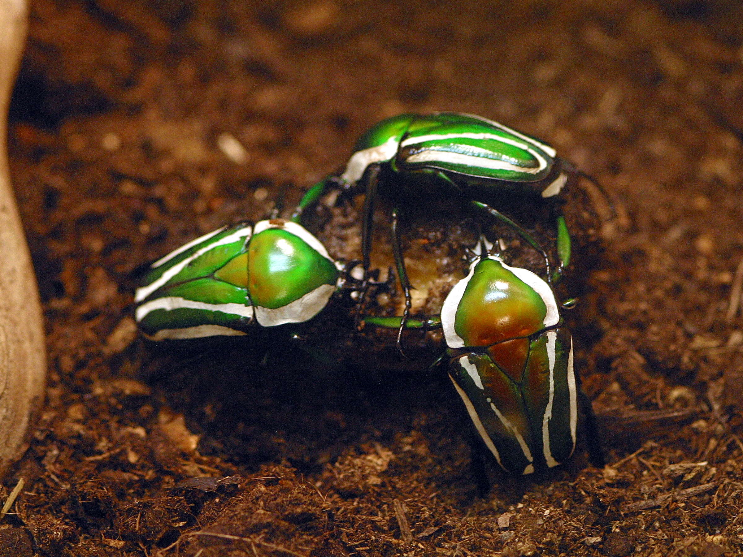 dicronorrhina_derbyana_layardi1bmd