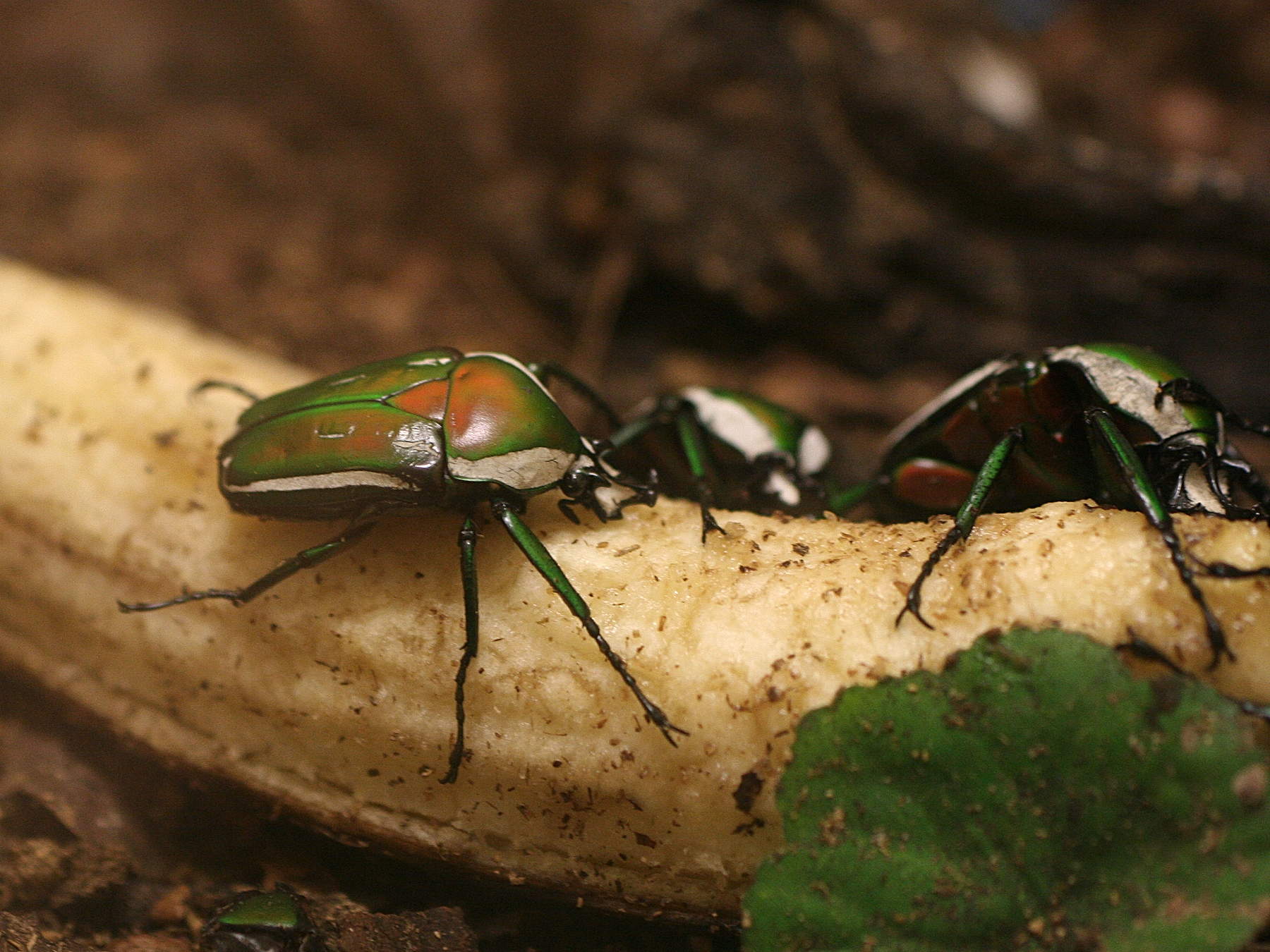 dicronorrhina_derbyana_layardi1md