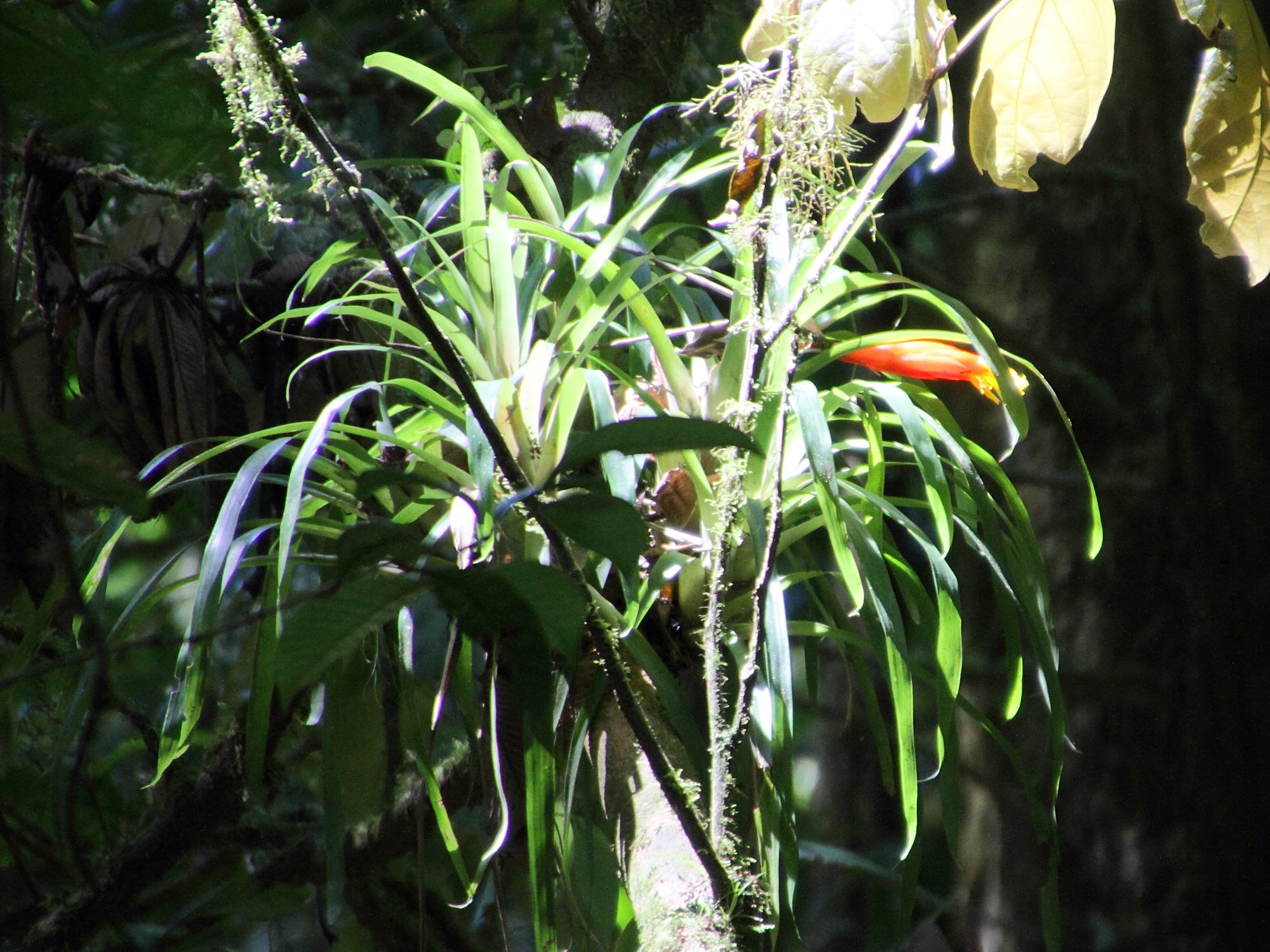 guzmania_angustifolia1md