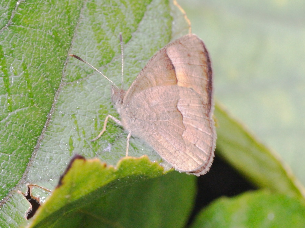 henotesia_fraterna_borbonica1md