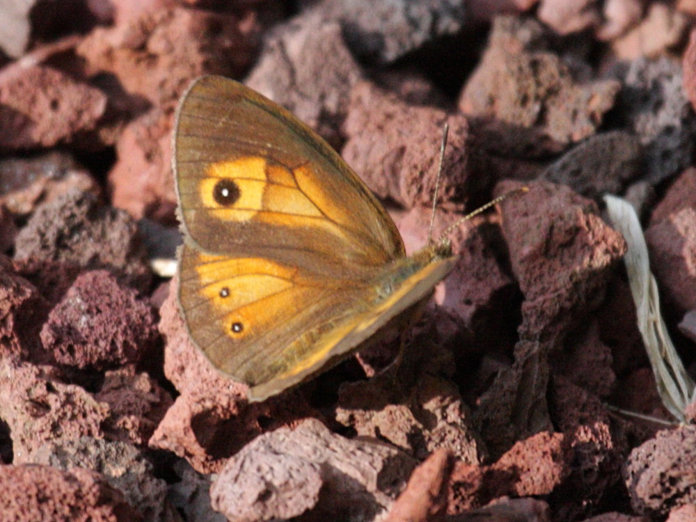 henotesia_fraterna_borbonica2bd