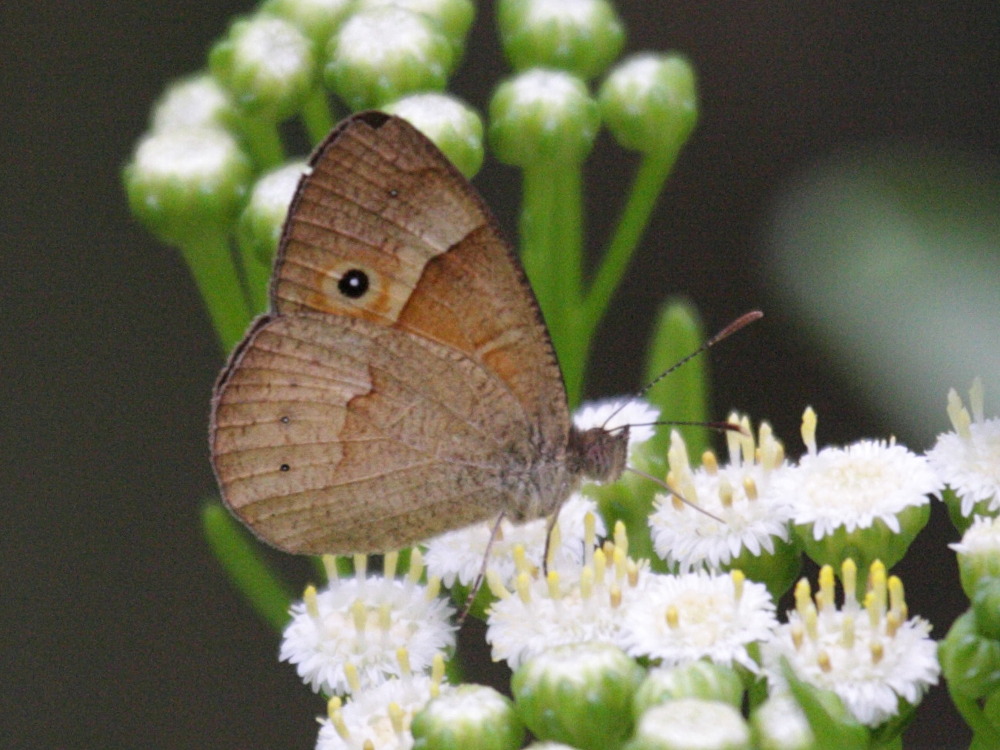 henotesia_fraterna_borbonica3bd