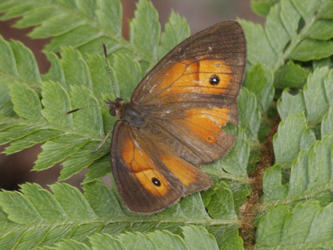 henotesia_fraterna_borbonica4bd