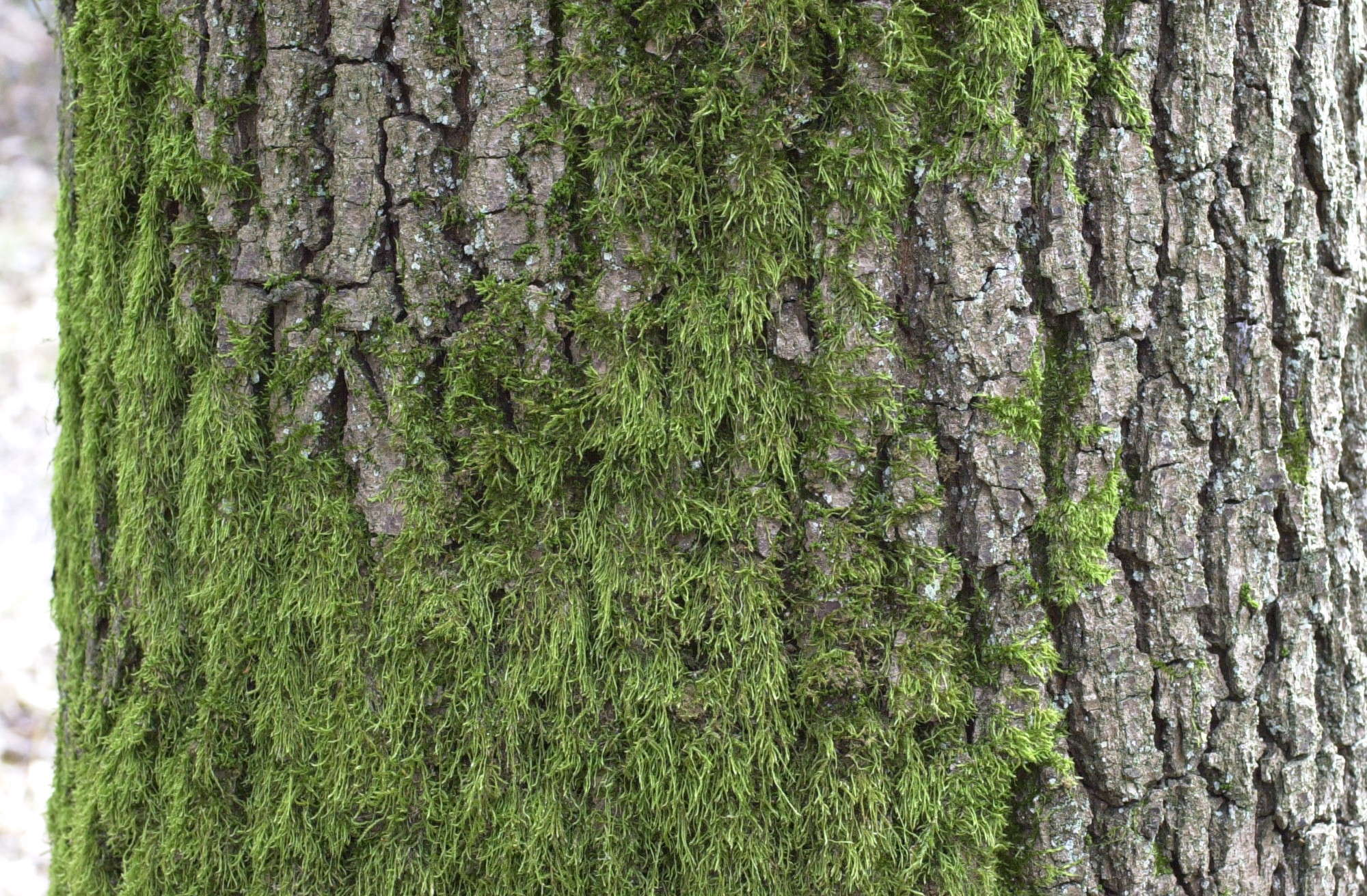 hypnum_cupressiforme1md