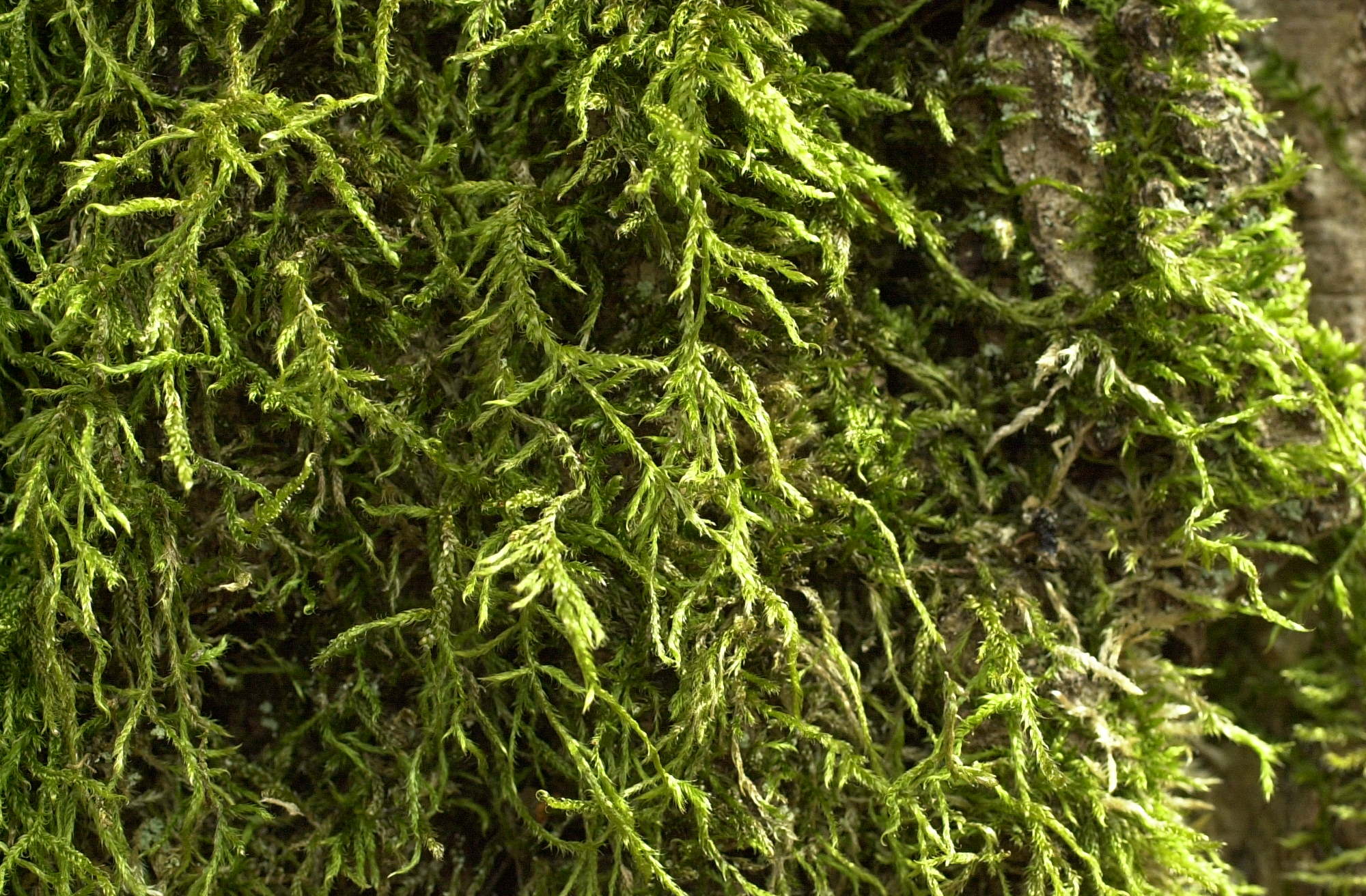 hypnum_cupressiforme2md