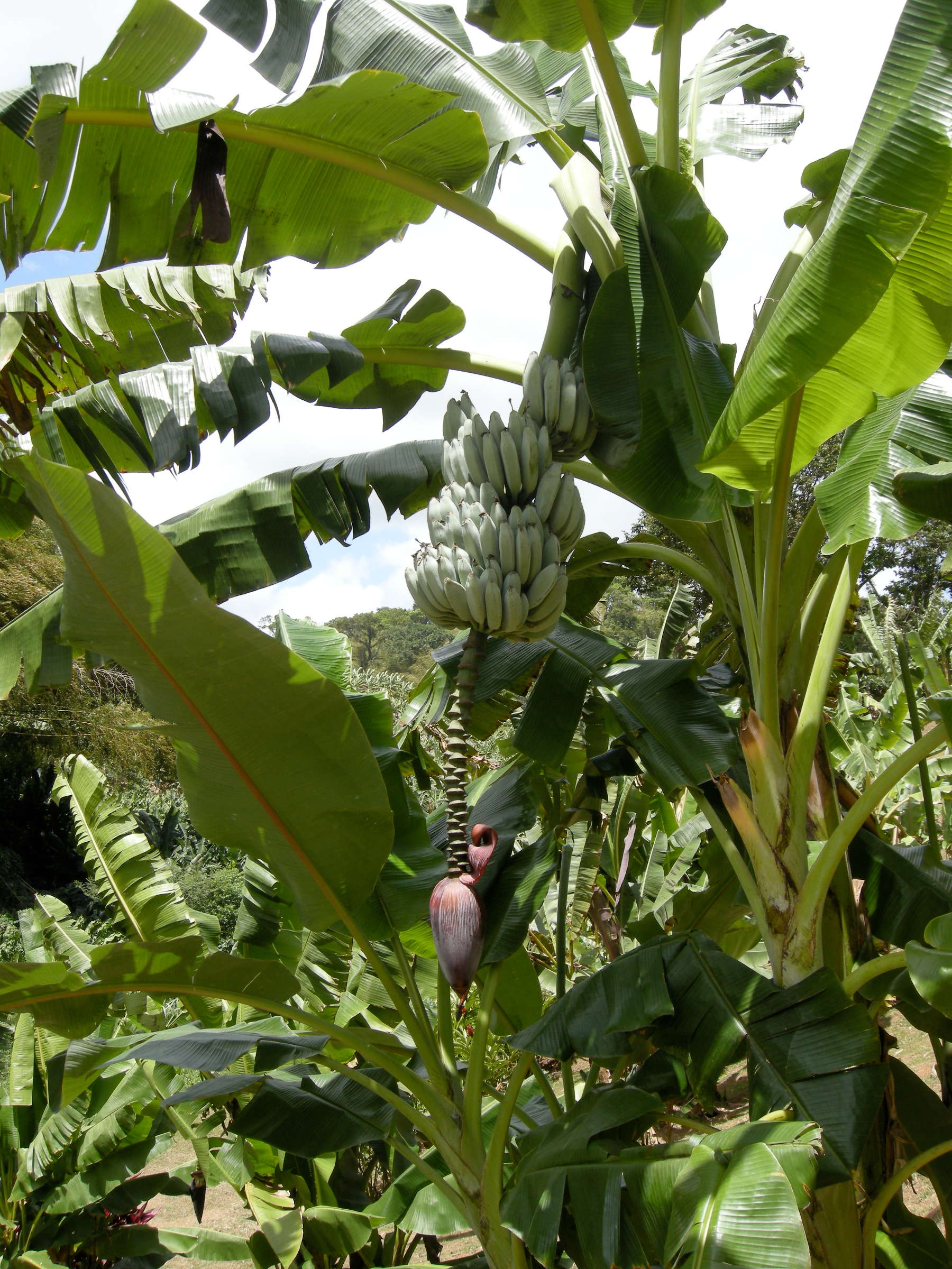 musa_x_paradisiaca-argentee1md