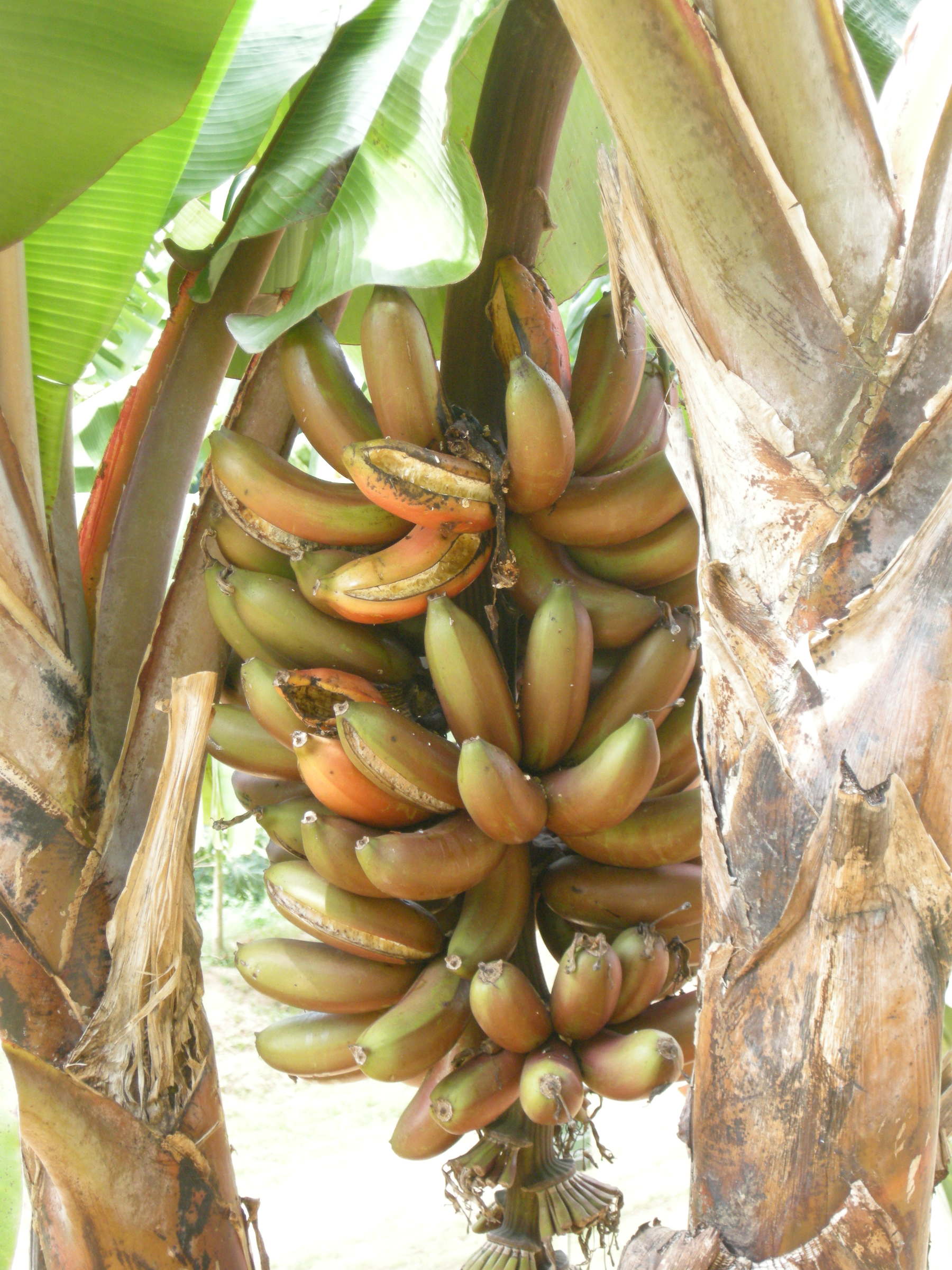 musa_x_paradisiaca-figue-rose-naine1md