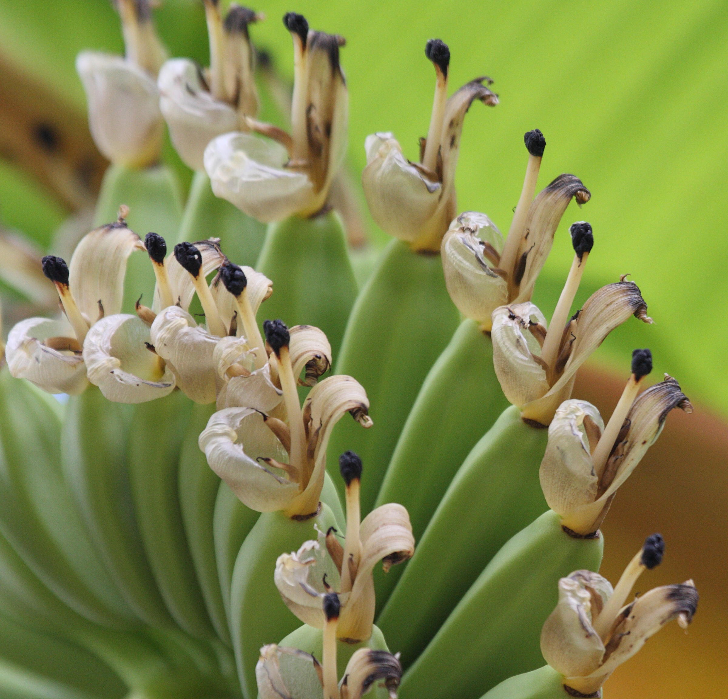 musa_x_paradisiaca-freyssinette1bd