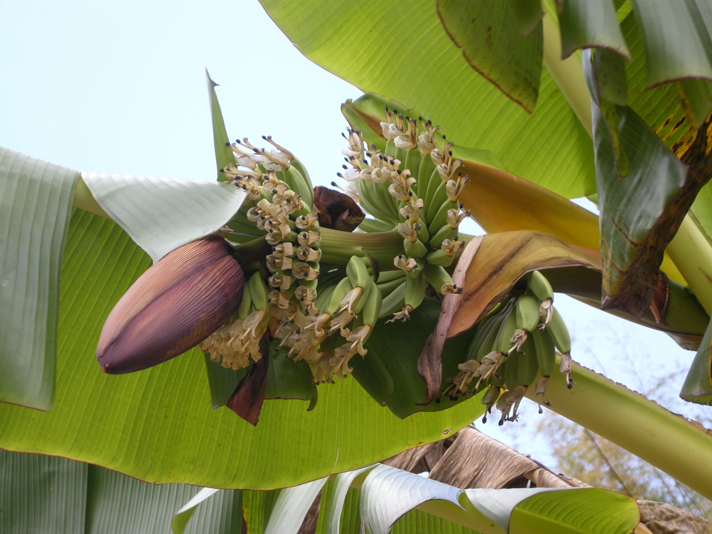 musa_x_paradisiaca-freyssinette2md