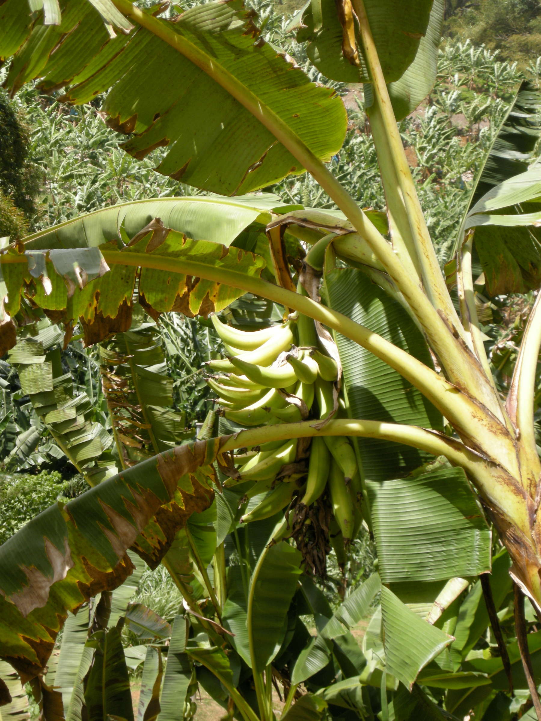 musa_x_paradisiaca-mbouroukou1md