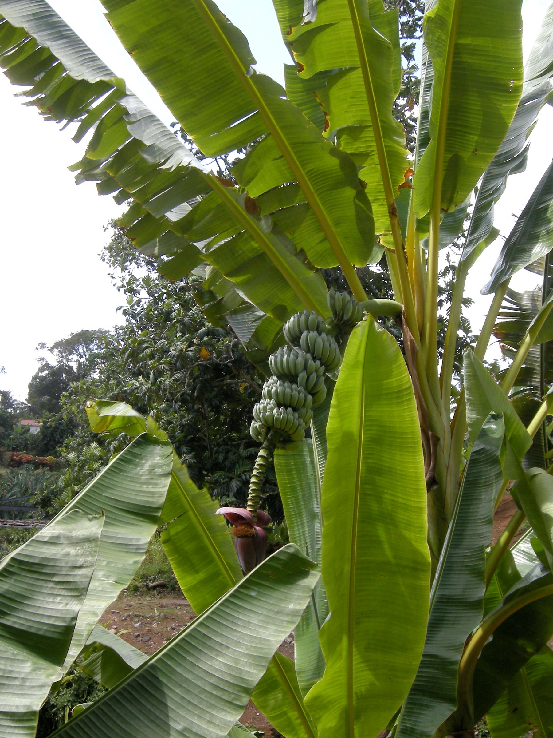 musa_x_paradisiaca-monthan1md