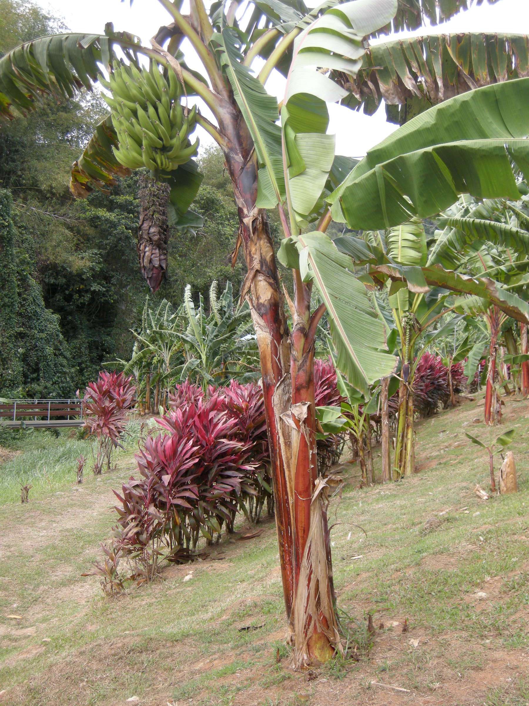 musa_x_paradisiaca-nyanga-plantain1md