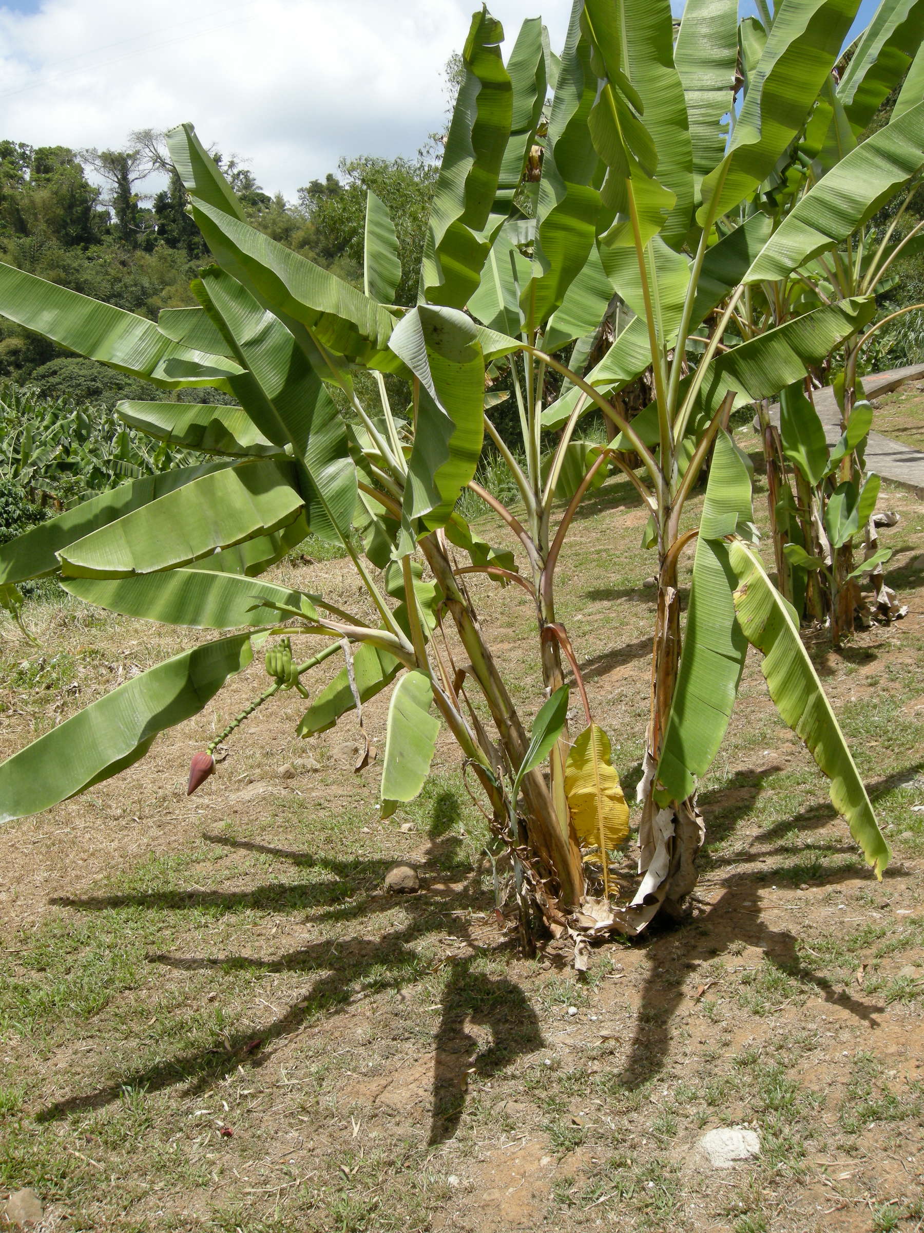 musa_x_paradisiaca-pisang-lilin1md